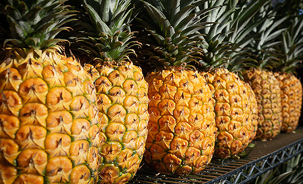 Sechs Ananas in einer Reihe aufgestellt.