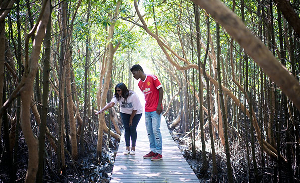 Un homme et une femme se tiennent sur un sentier dans une forêt de mangroves et regardent les arbres.