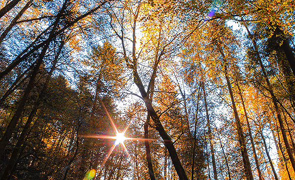 Zwischen Bäumen mit herbstlich gelben Blättern spitzt die Sonne hervor. Foto: Jan Huber/Unsplash