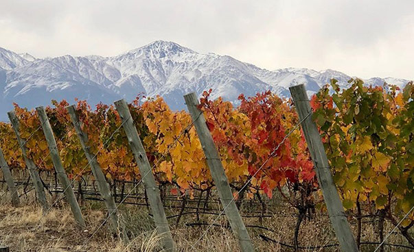 Bunt gefärbte Weinfelder vor schneebedeckten hohen Bergen.