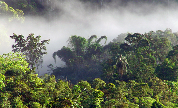 Trees in the cloud forest in the canton of San Miguel de los Bancos in Ecuador. Behind them, fog rises.