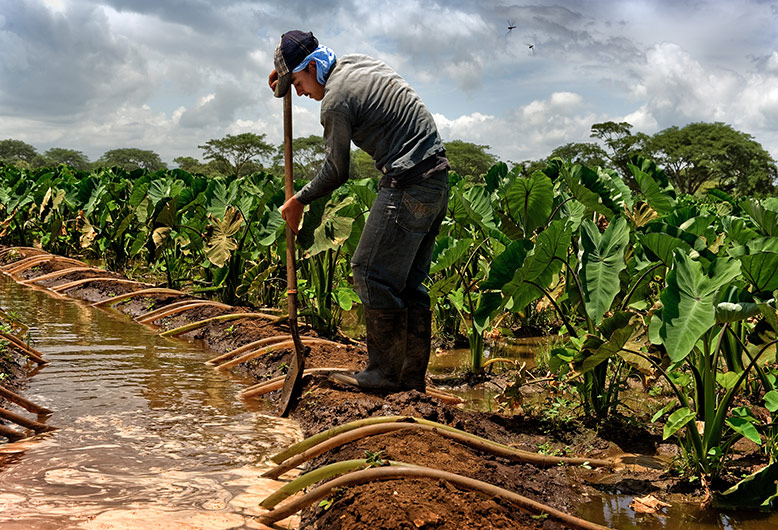 Ein Mann arbeitet mit einer Schaufel an einem kleinen Bewässerungsgraben, von dem aus viele Schläuche in ein bepfanztes Feld führen.